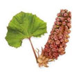 BUTTERBUR